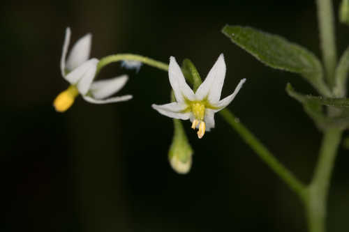 Solanum ptycanthum #5